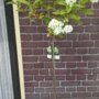 Hydrangea Paniculata 'Limelight'